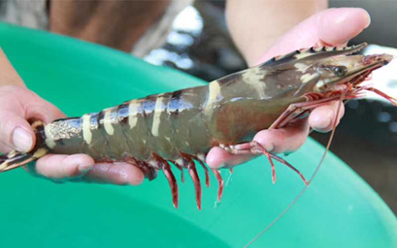 Nhà cung cấp tôm sú cho thị trường Hàn Quốc