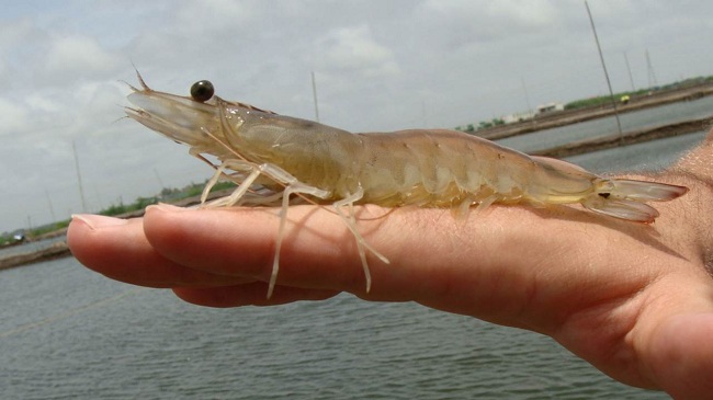 Nhà cung cấp tôm thẻ chân trắng cho Philippines