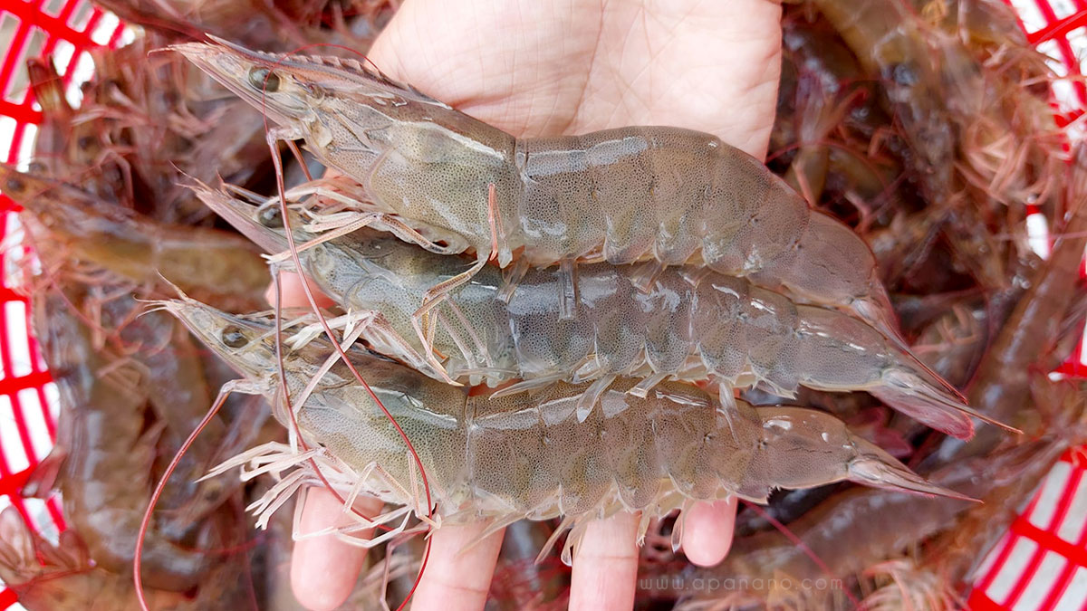 Nhà cung cấp tôm thẻ chân trắng cho Philippines