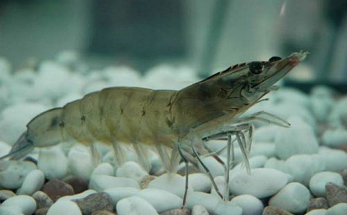 Nhà cung cấp tôm thẻ chân trắng cho Philippines