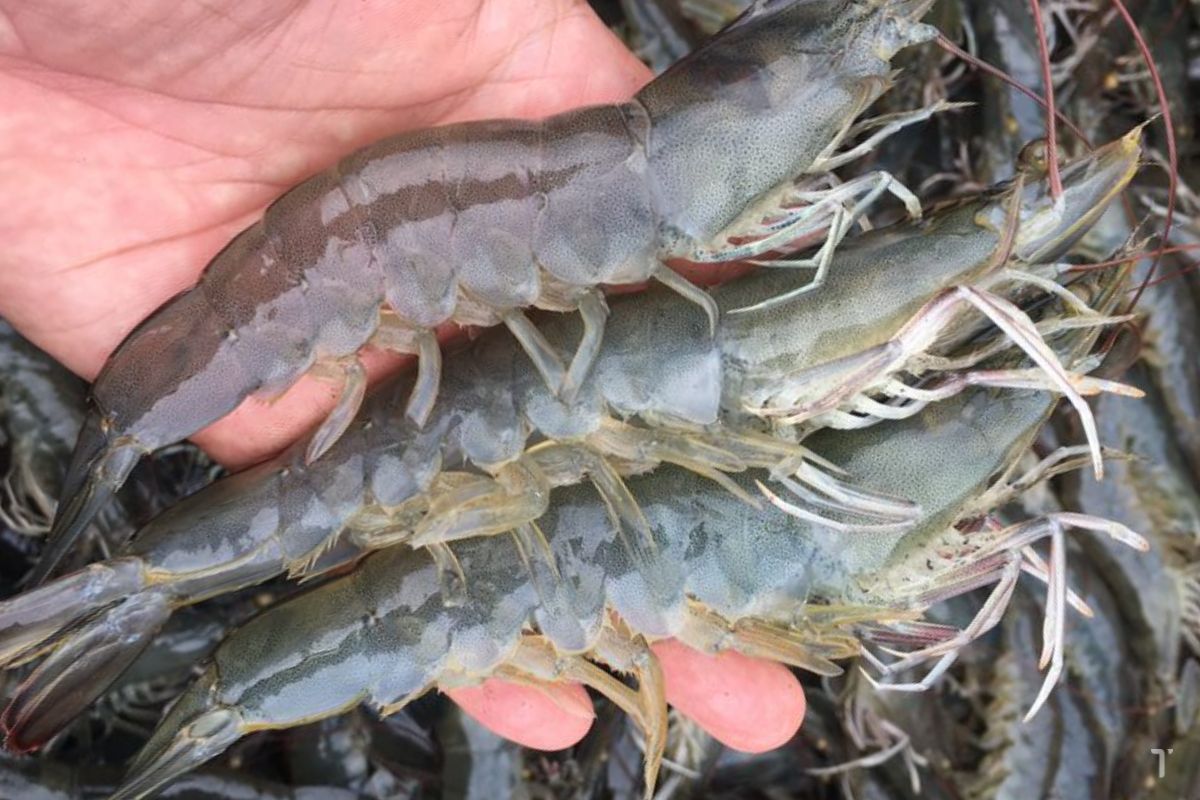 Nhà cung cấp tôm thẻ chân trắng cho thị trường Nhật Bản