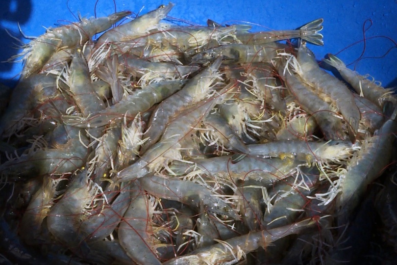 Nhà cung cấp tôm thẻ chân trắng cho thị trường Nhật Bản