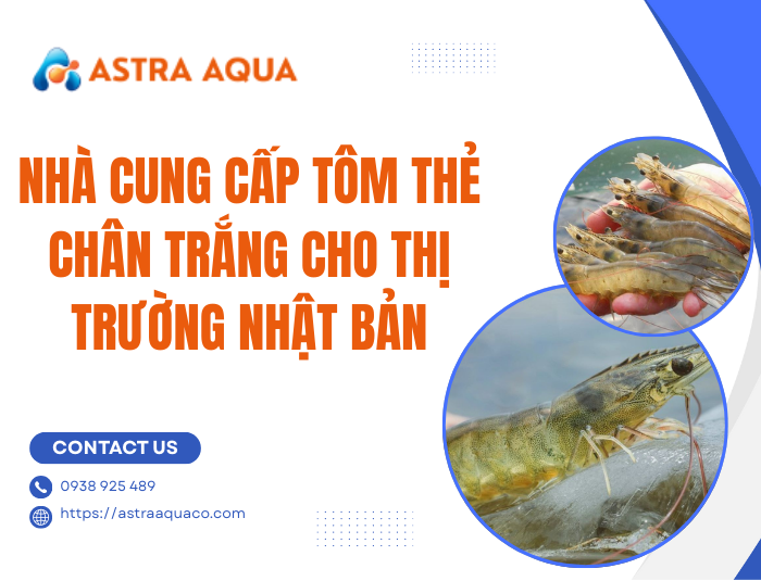 Nhà cung cấp tôm thẻ chân trắng cho thị trường Nhật Bản