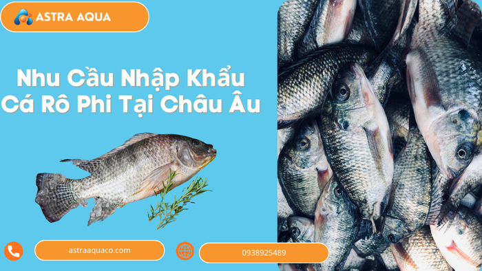 Nhu Cầu Nhập Khẩu Cá Rô Phi Tại Châu Âu: Cơ Hội Vàng Cho Doanh Nghiệp Việt Nam