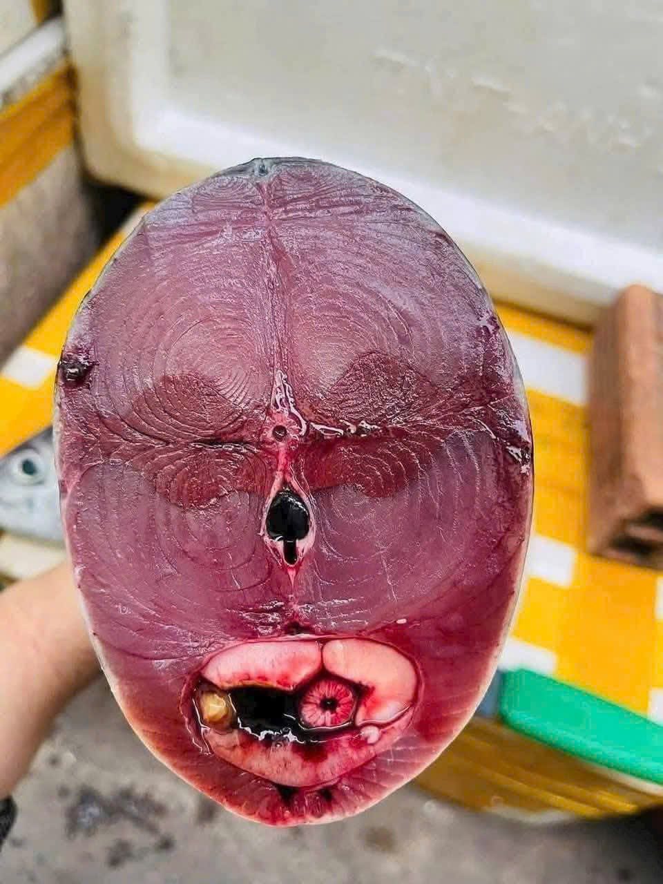 Astra Aqua: Your Partner for Sashimi-Grade Tuna Export Pricing