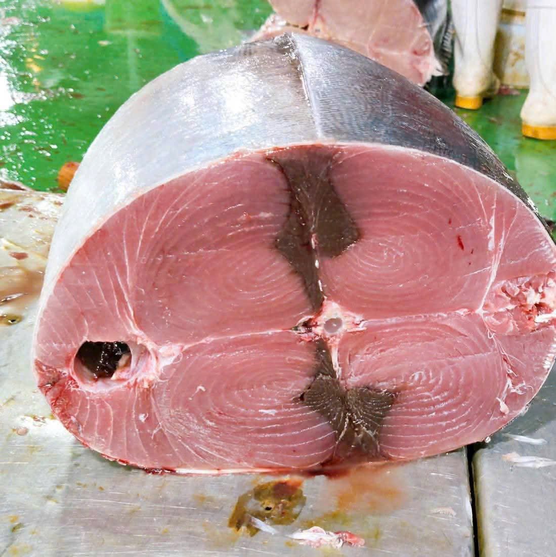 Logistics Optimizing Ocean Tuna Export Prices to the Philippines