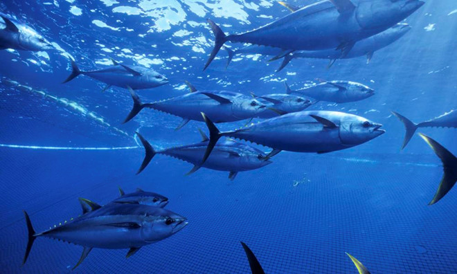 Hợp đồng cung ứng và giá cá ngừ đại dương