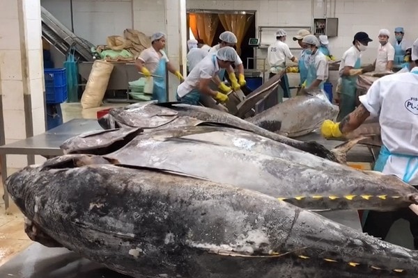 Nhận báo giá cá ngừ đại dương xuất khẩu mới nhất