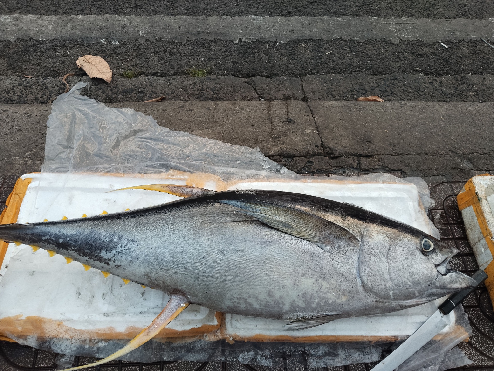 Astra Aqua đối tác xuất khẩu cá ngừ đại dương uy tín châu Á