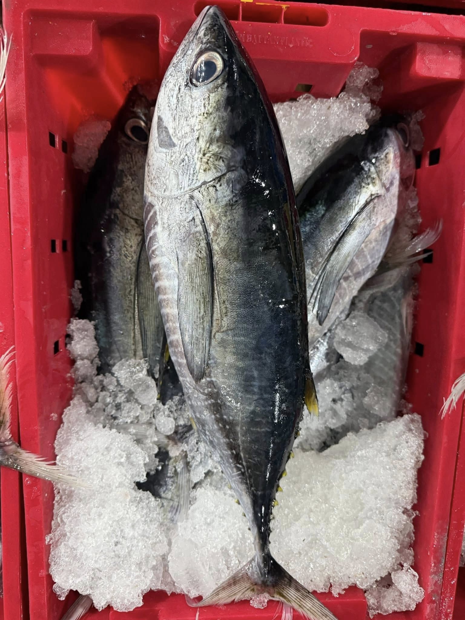 Dịch vụ xuất khẩu cá ngừ đại dương sang châu Á chuyên nghiệp