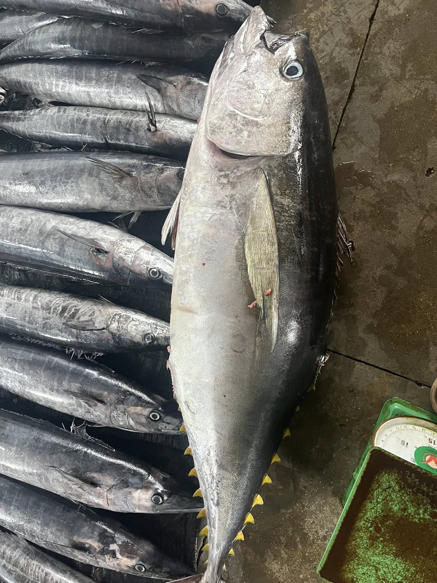 Nhu cầu cá ngừ đại dương xuất khẩu sang Philippines