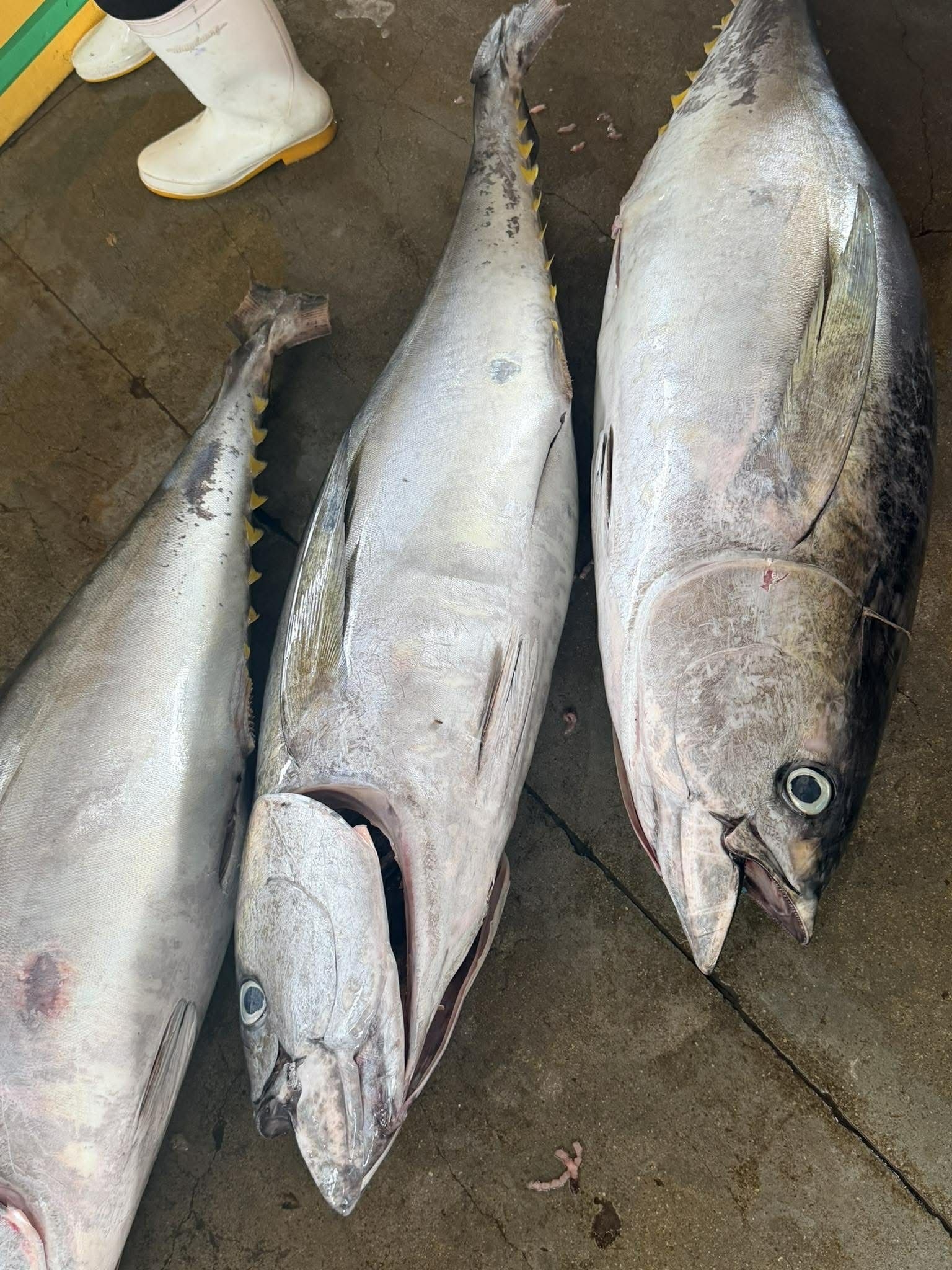 Logistics xuất khẩu cá ngừ đại dương sang Philippines