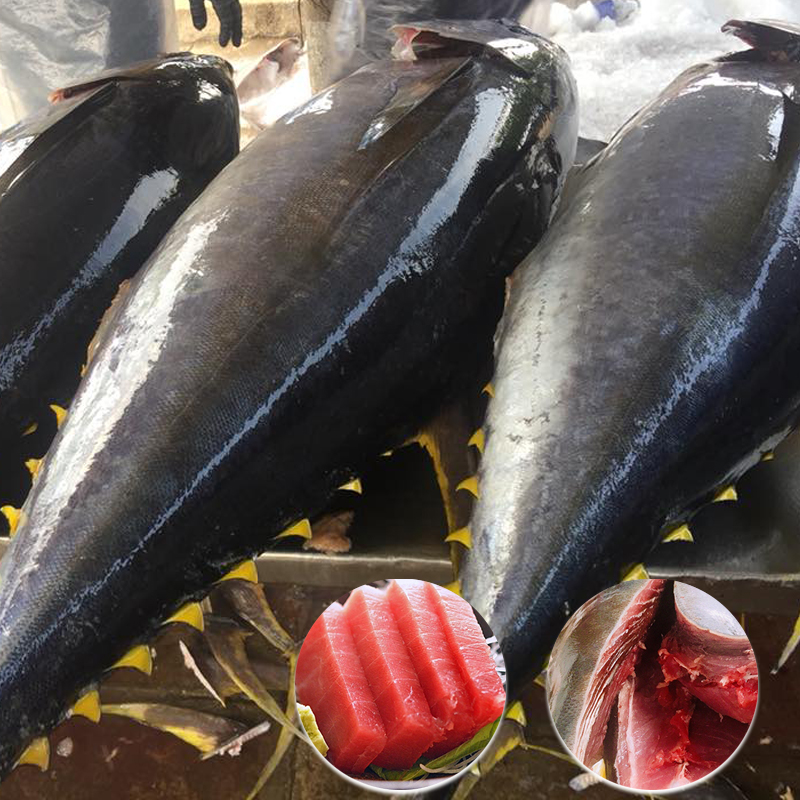 Quy trình thủ tục nhập khẩu cá ngừ đại dương sang Trung Quốc