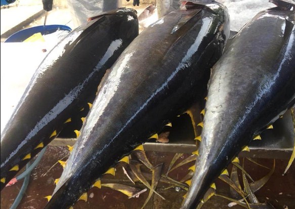 Tư vấn giải pháp thủ tục nhập khẩu cá ngừ đại dương