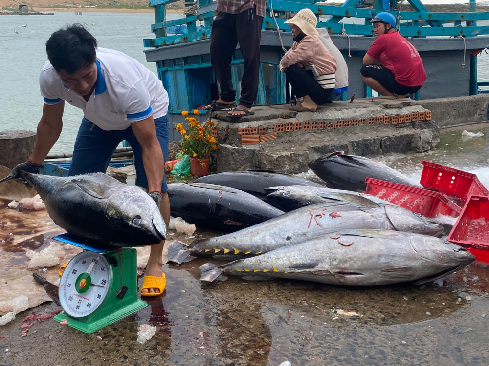 Yêu cầu nhập khẩu cá ngừ đại dương của Hàn Quốc