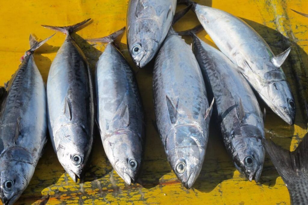 Yêu cầu nhập khẩu cá ngừ đại dương của Hàn Quốc