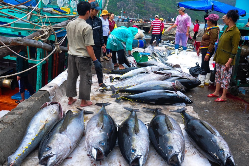 Yêu cầu nhập khẩu cá ngừ đại dương của Hàn Quốc