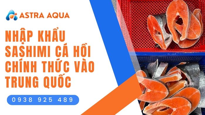 Tiềm năng nhập khẩu sashimi cá hồi chính thức vào Trung Quốc cùng Astra Aqua