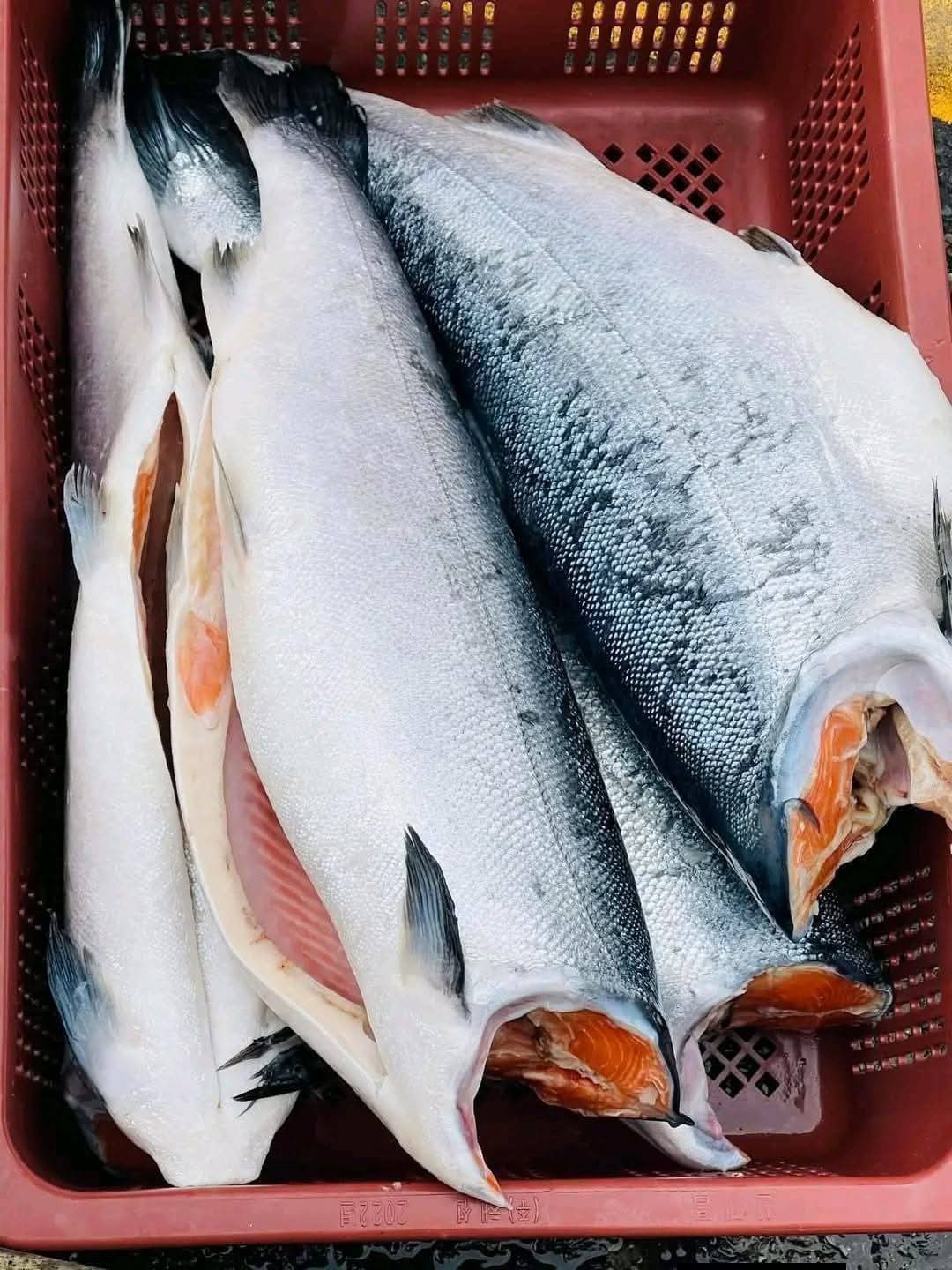 Năng lực logistics vận chuyển cá hồi bằng đường hàng không