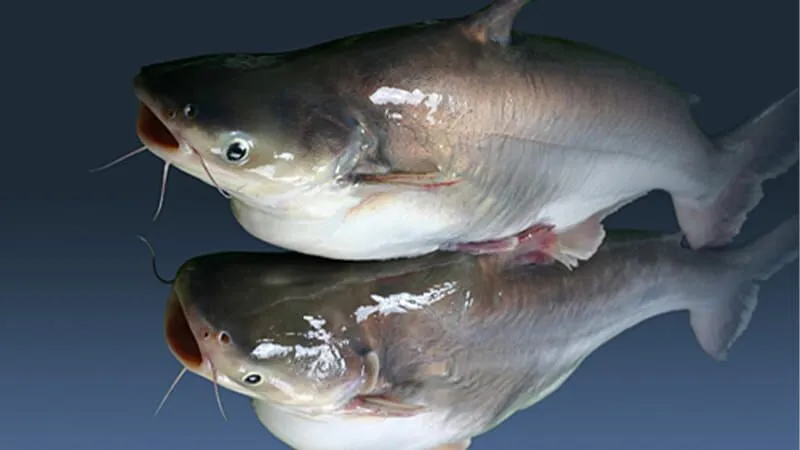 Astra Aqua, partner for imported raw pangasius export pricing