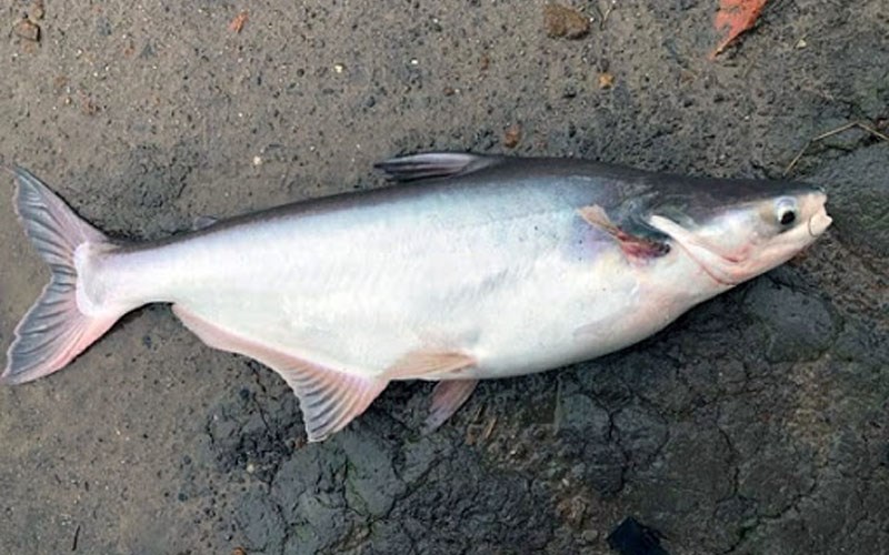 Optimized logistics for export prices of farmed pangasius to the Philippines