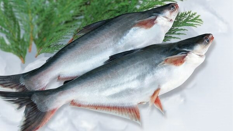 Astra Aqua đối tác báo giá xuất khẩu cá basa sang Trung Quốc uy tín