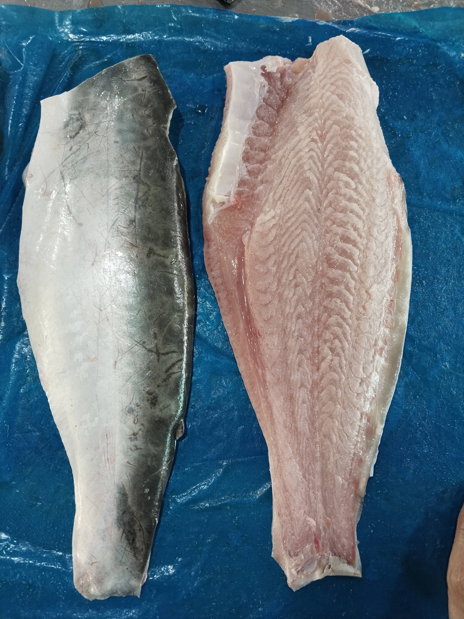 Astra Aqua doanh nghiệp xuất khẩu cá basa sang Trung Quốc uy tín