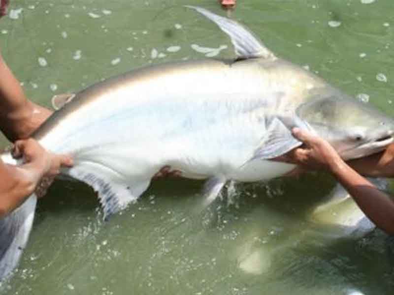 Các dòng cá basa phù hợp với yêu cầu nhập khẩu tại Trung Quốc