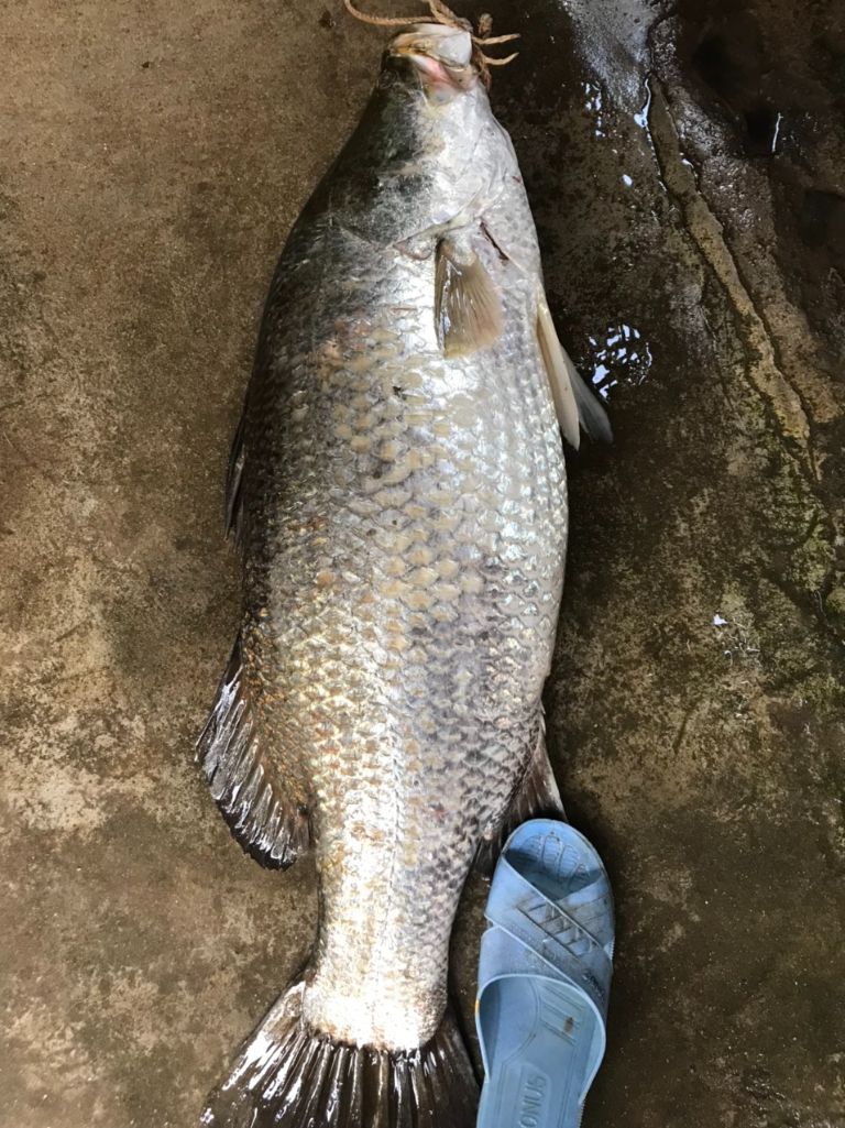 Phi lê cá chẽm đạt tiêu chuẩn Nhật Bản