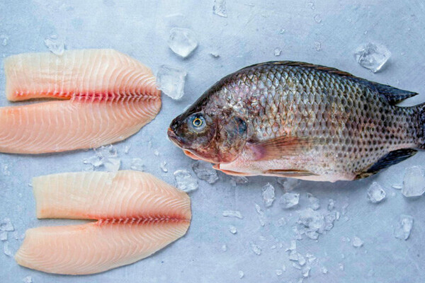 Phi lê cá rô phi đông lạnh dành cho thị trường Nhật Bản