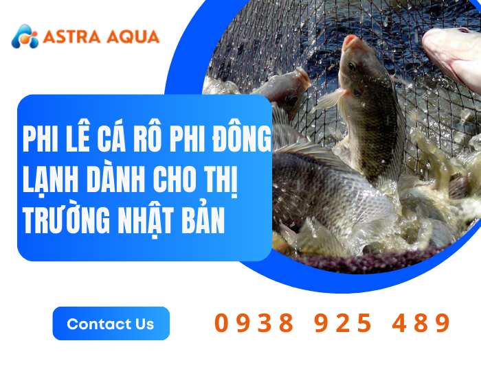 Phi lê cá rô phi đông lạnh dành cho thị trường Nhật Bản