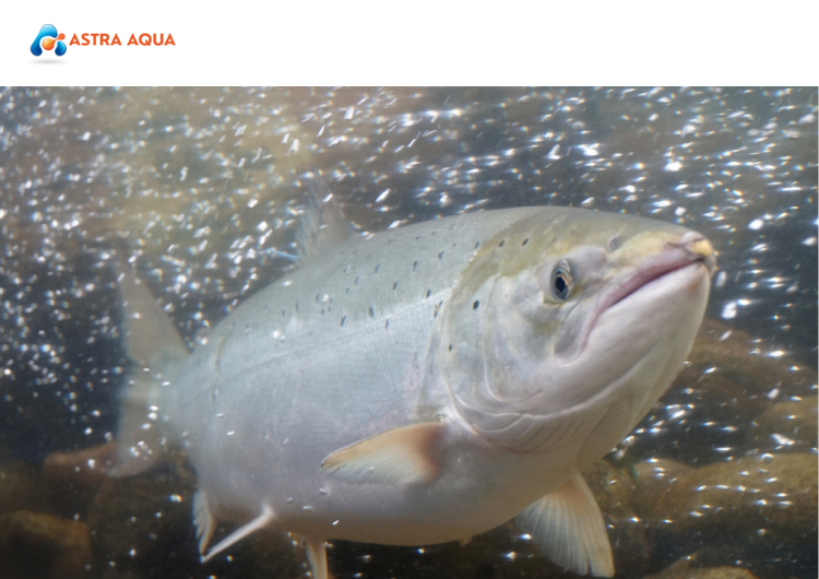 Quy Trình Kiểm Soát Chất Lượng Tại ASTRA AQUA