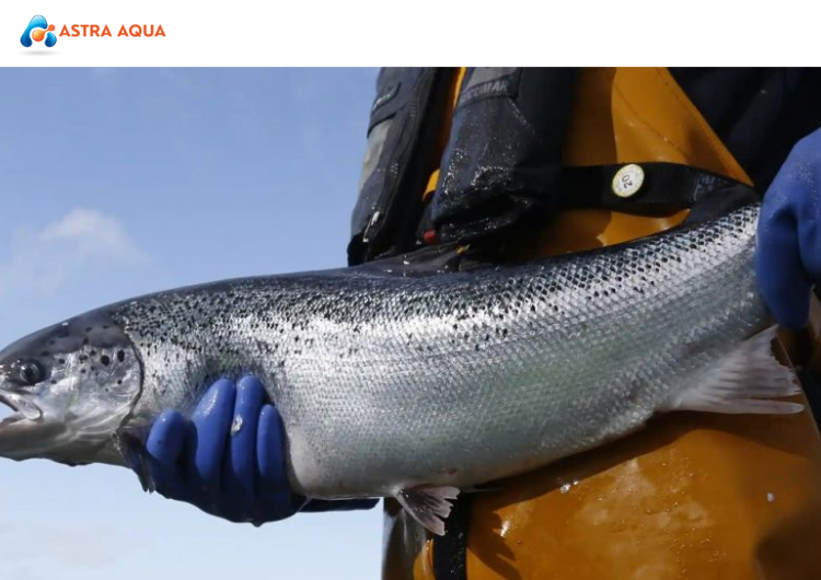 Quy Trình Nuôi Cá Hồi Công Nghệ Cao Tại ASTRA AQUA