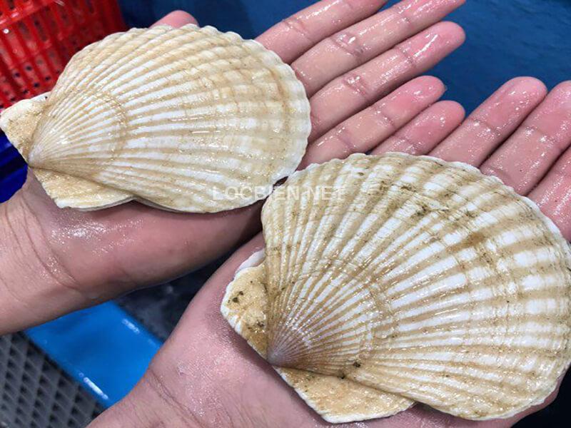 Hải Sản Tươi Sống Và Cơ Hội Kinh Doanh Nhà Hàng