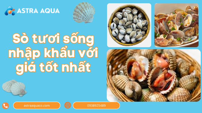 Sò Tươi Sống Nhập Khẩu Với Giá Tốt Nhất Tại Việt Nam
