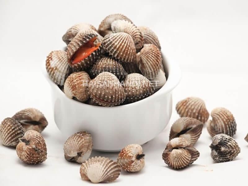 Quy Trình Nhập Khẩu Và Bảo Quản Sò Tươi Sống Chuẩn Quốc Tế