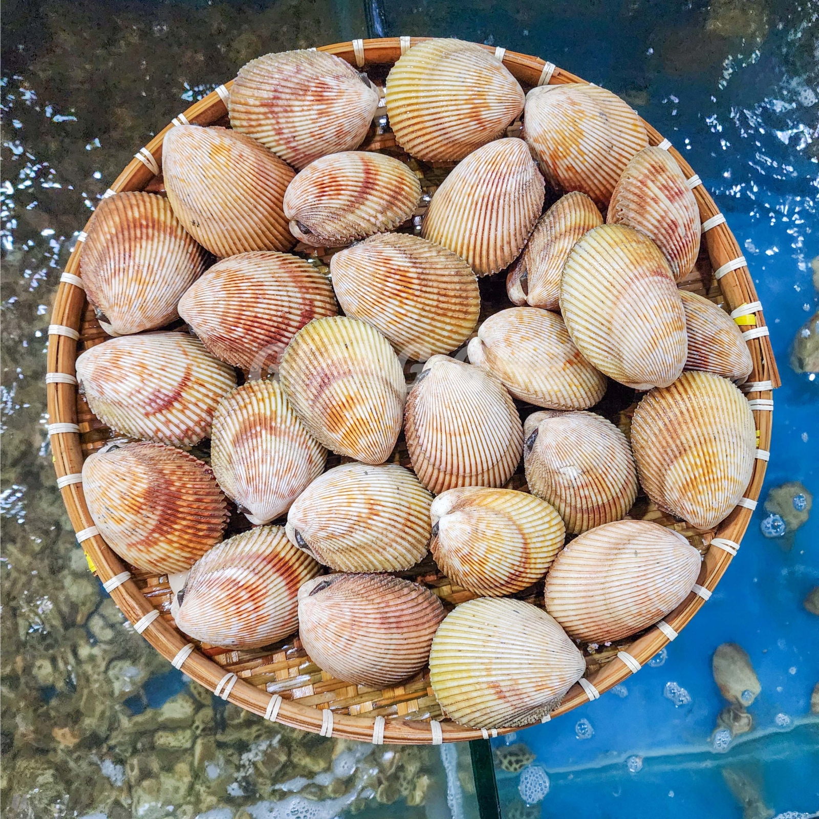 Kinh Nghiệm Bảo Quản Sò Tươi Sống Tại Nhà