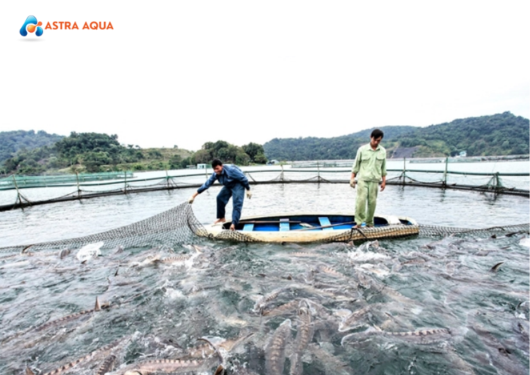 Sự Sụt Giảm Tại Thị Trường Mỹ: Tìm Kiếm Các Giải Pháp Mới