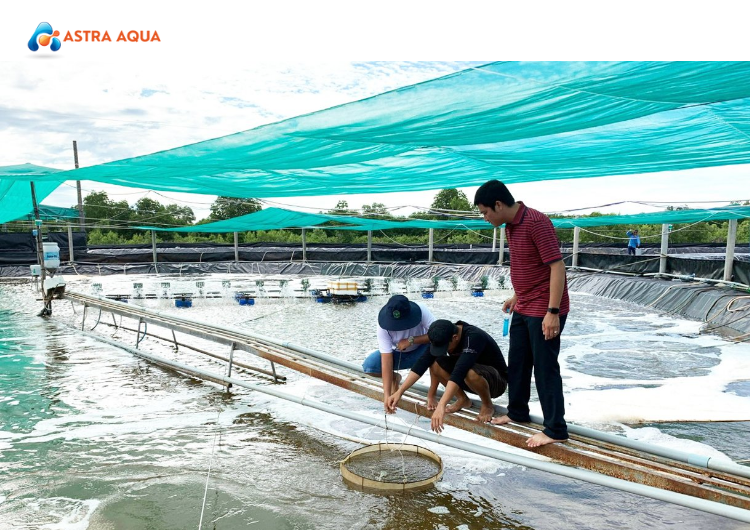 Thách Thức Và Cơ Hội Trong Việc Mở Rộng Nuôi Cá Hồi Công Nghệ Cao tại Astra Aqua