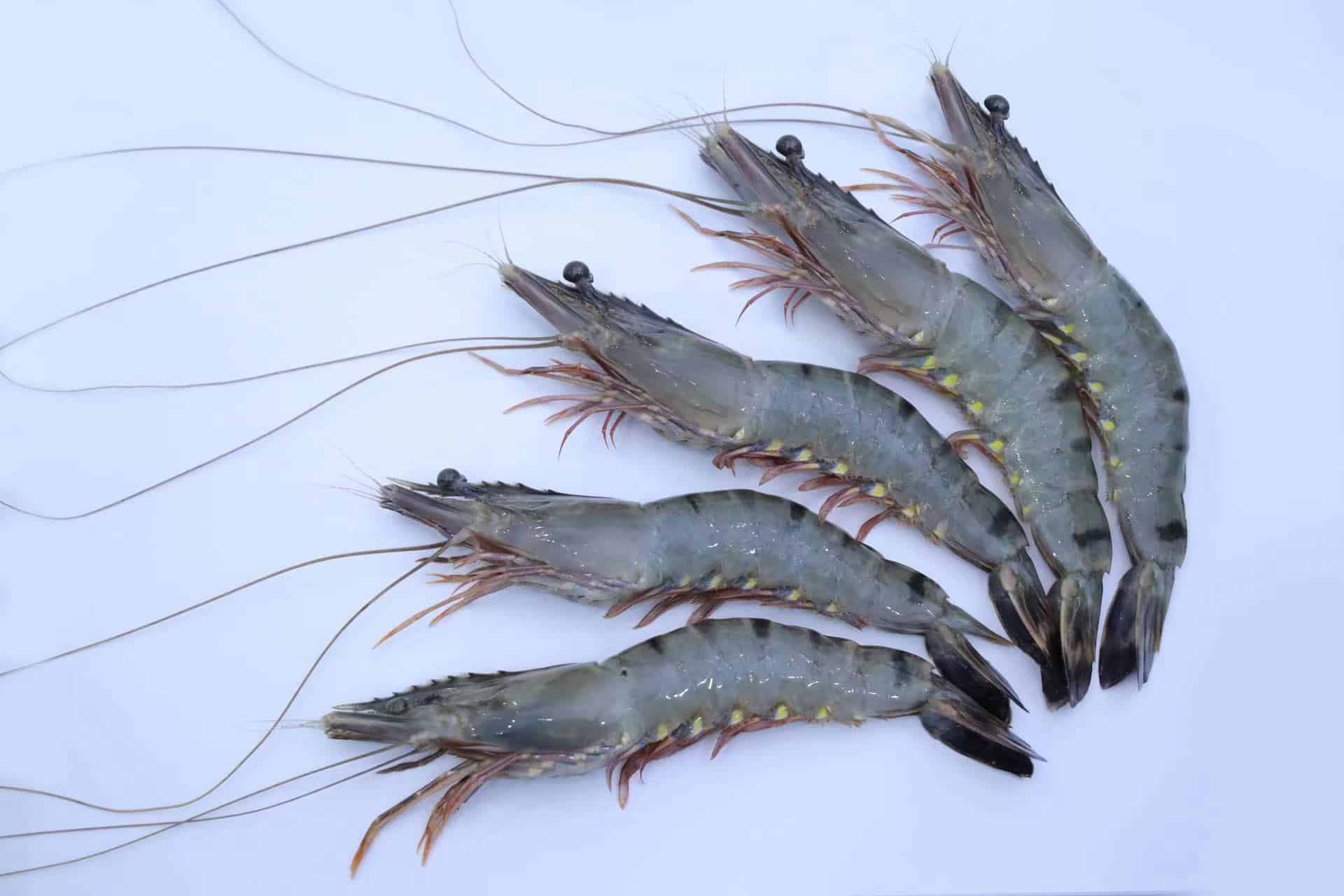 Tiêu chuẩn nhập khẩu tôm sú của Nhật Bản