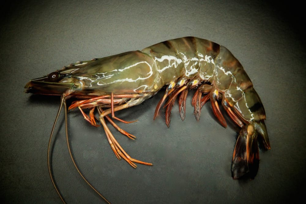 Tiêu chuẩn nhập khẩu tôm sú của Nhật Bản