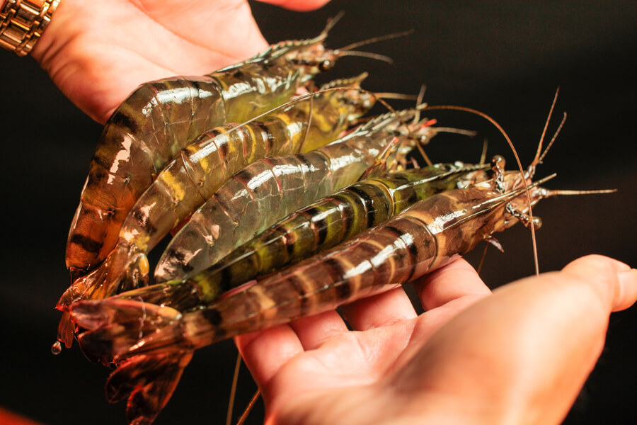 Tiêu chuẩn nhập khẩu tôm sú của Nhật Bản