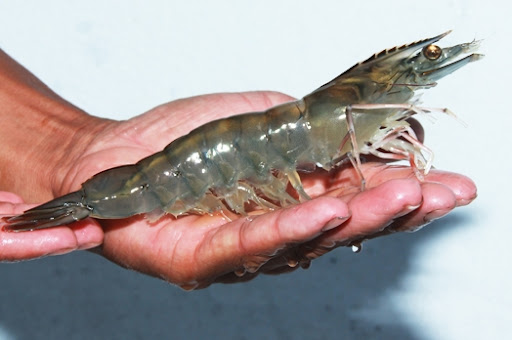 Tiêu chuẩn nhập khẩu tôm thẻ chân trắng của Hàn Quốc