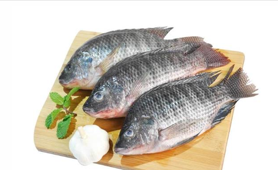 Lợi ích khi xuất khẩu cá rô phi sang Trung Quốc