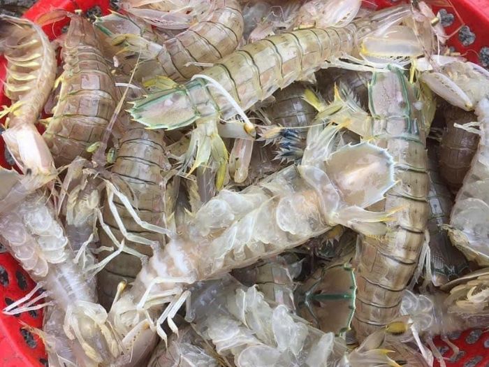Hướng Dẫn Chọn Và Bảo Quản Tôm Biển Trung Đông Chuẩn Nhất