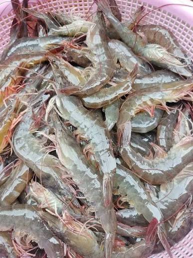 Lý Do Nên Chọn Công Ty Astra Aqua Để Mua Tôm Biển