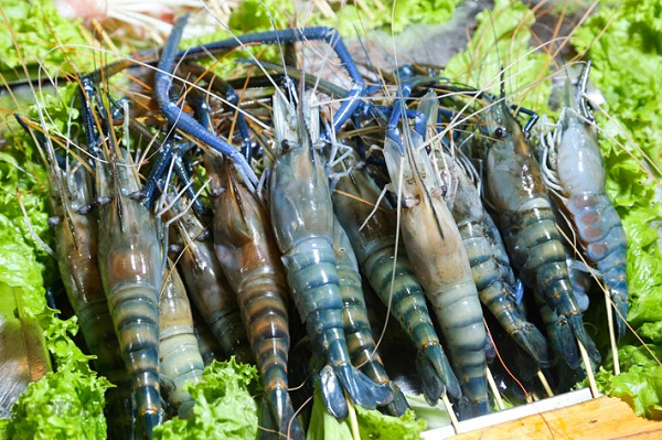 So Sánh Tôm Biển Và Các Loại Tôm Khác
