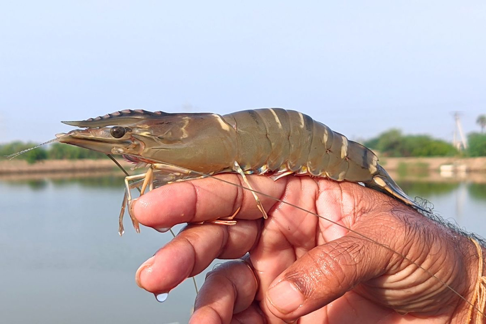 Tôm sú đông lạnh xuất khẩu sang Nhật Bản