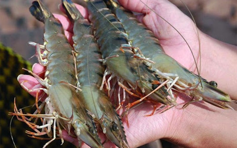 Lợi Ích Khi Mua Tôm Sú Tươi Sống Giá Rẻ Từ Nguồn Uy Tín
