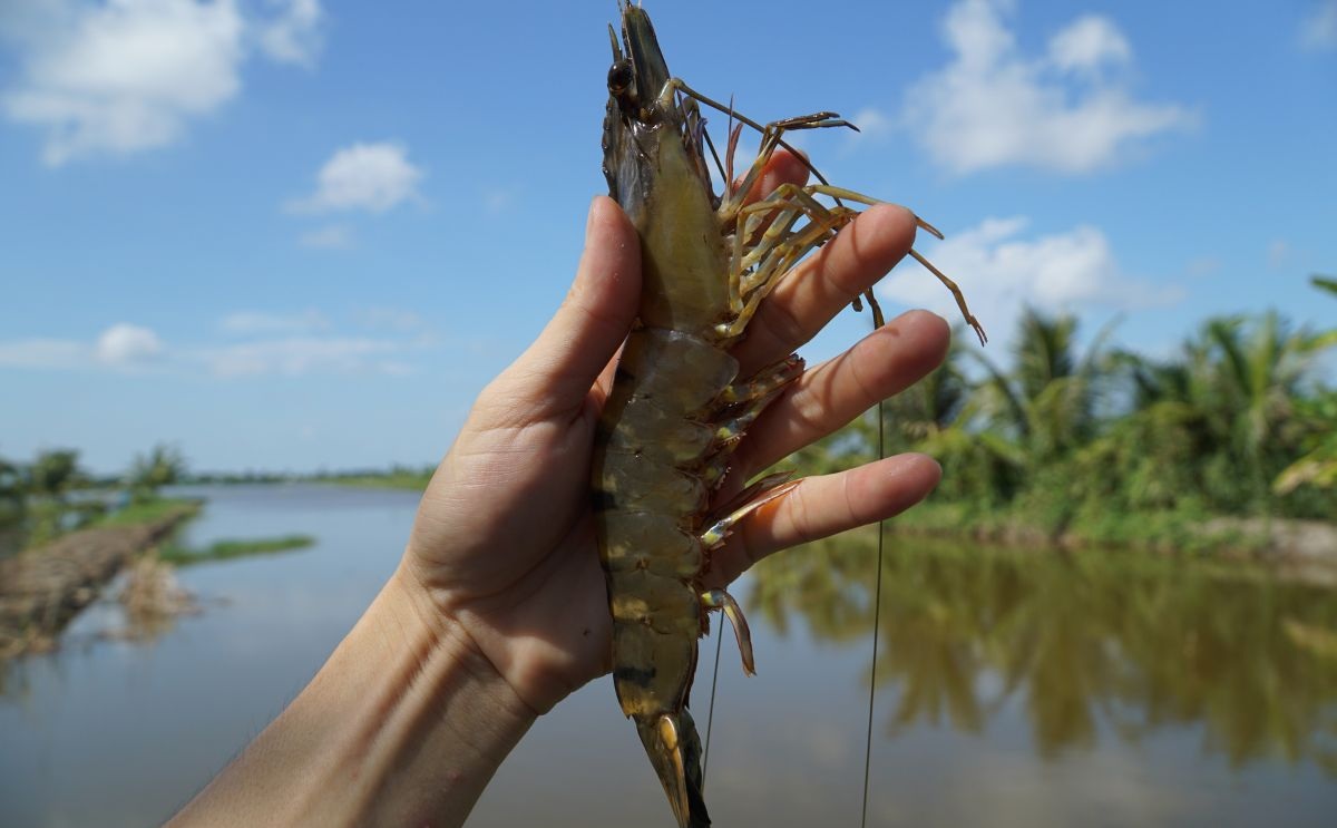 Tôm sú đông lạnh xuất khẩu Nhật Bản